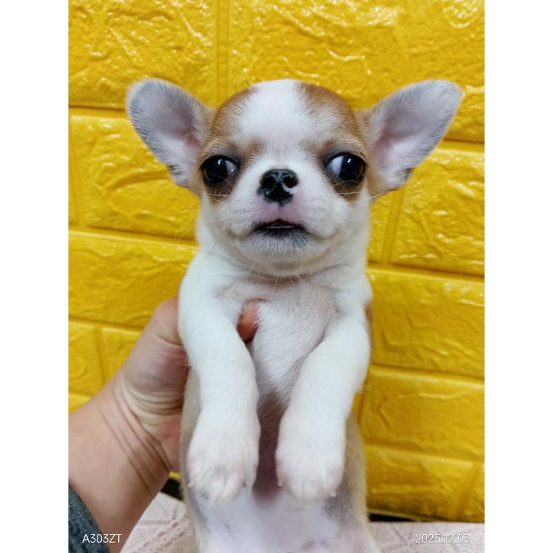 販売中の千葉県のチワワ(スムースコート)-420968の6枚目