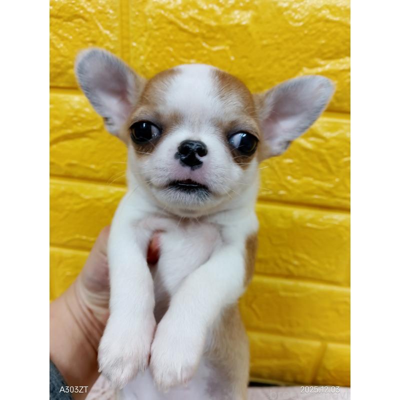 販売中の千葉県のチワワ(スムースコート)-420968の5枚目