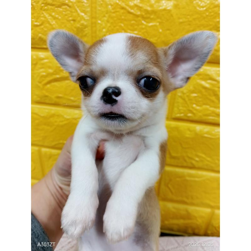 販売中の千葉県のチワワ(スムースコート)-420968の4枚目