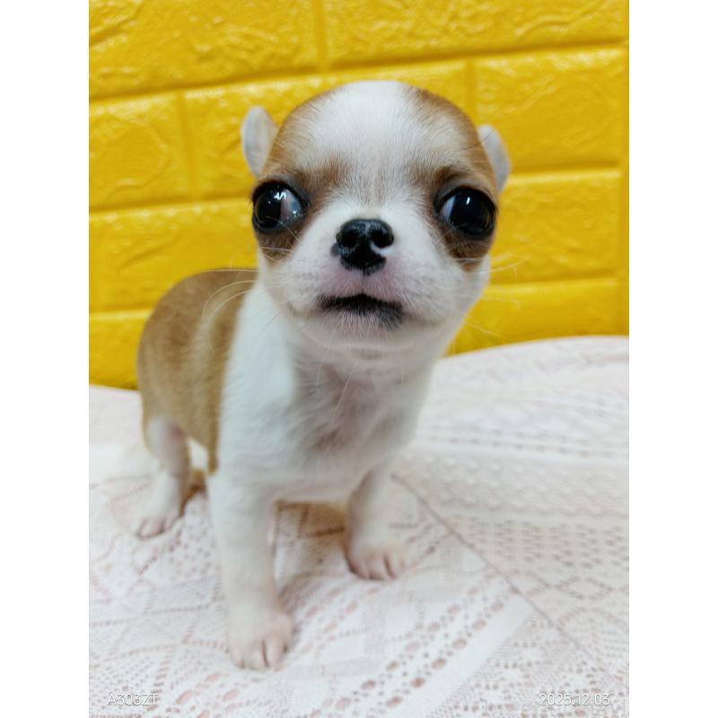 販売中の千葉県のチワワ(スムースコート)-420968の3枚目