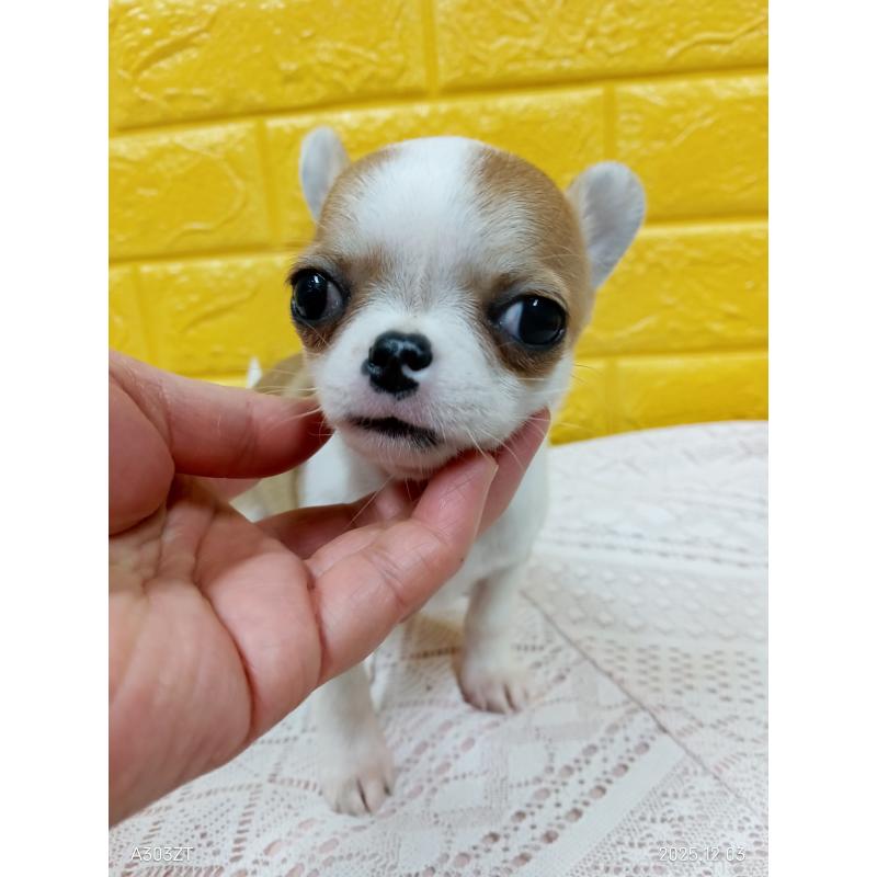 販売中の千葉県のチワワ(スムースコート)-420968の2枚目