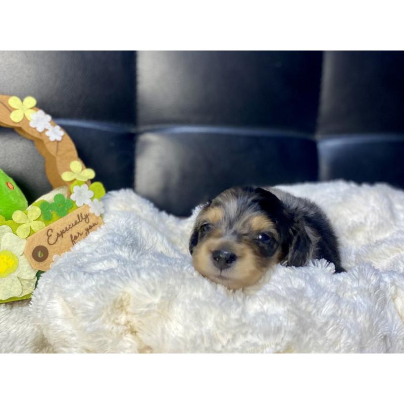 販売中の岐阜県のミニチュアダックスフンド(ロングヘアード)-432063の6枚目