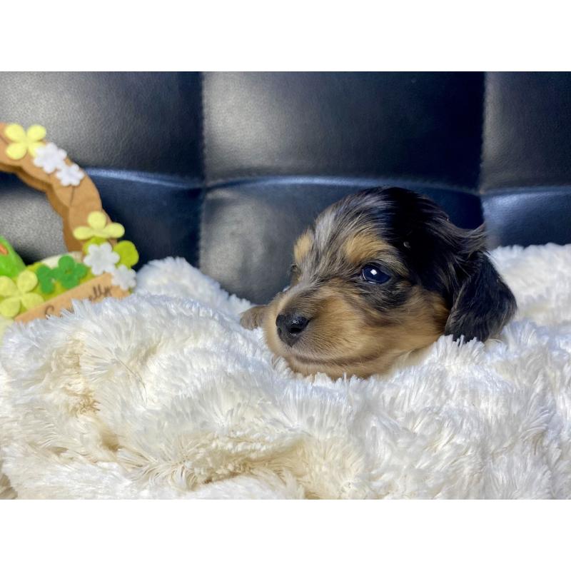 販売中の岐阜県のミニチュアダックスフンド(ロングヘアード)-432063の5枚目