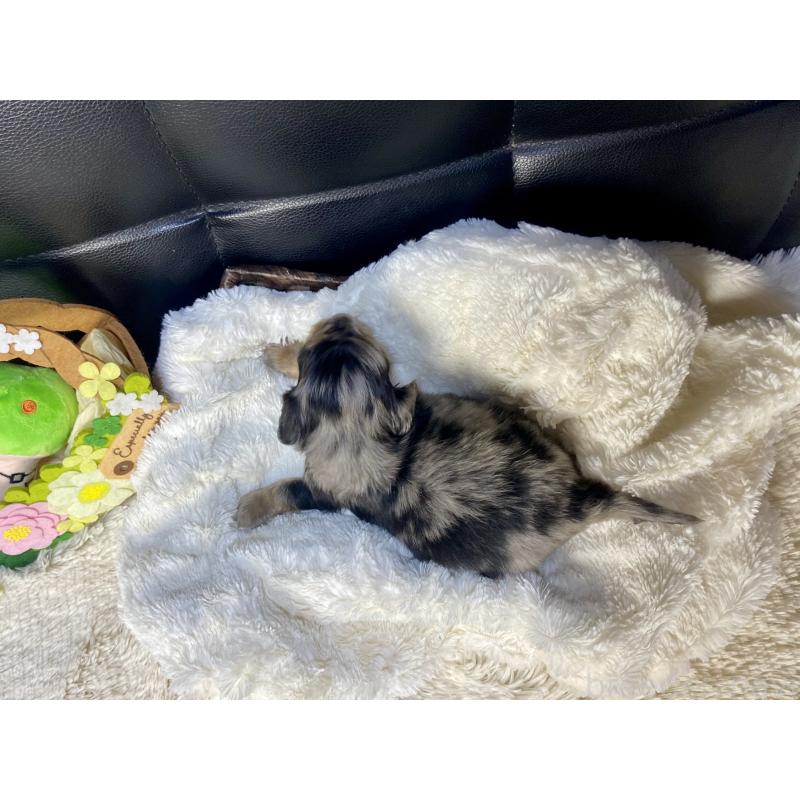 販売中の岐阜県のミニチュアダックスフンド(ロングヘアード)-432063の4枚目