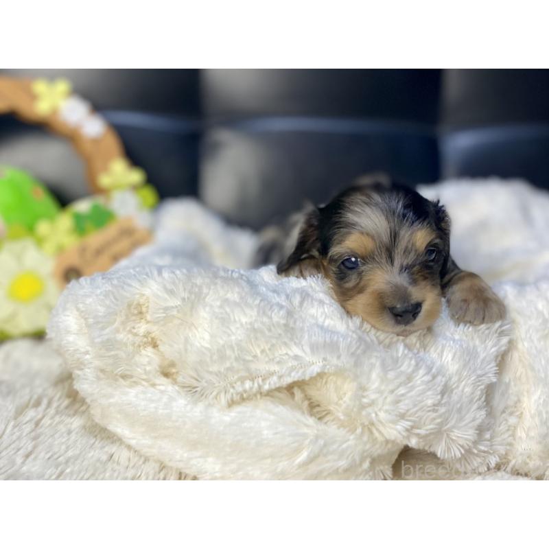 販売中の岐阜県のミニチュアダックスフンド(ロングヘアード)-432063の3枚目