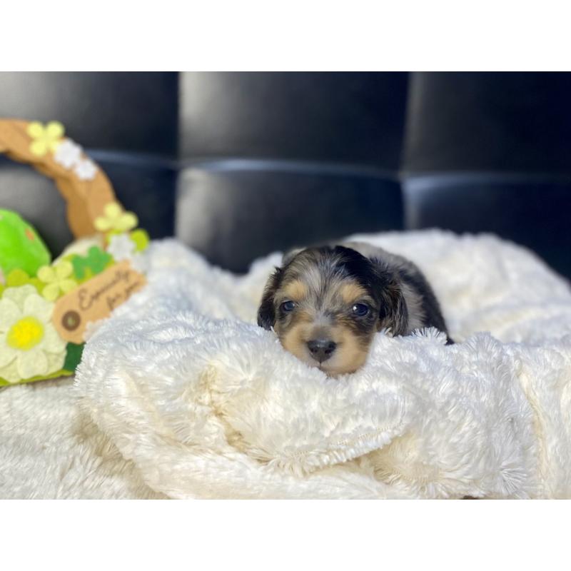 販売中の岐阜県のミニチュアダックスフンド(ロングヘアード)-432063の2枚目