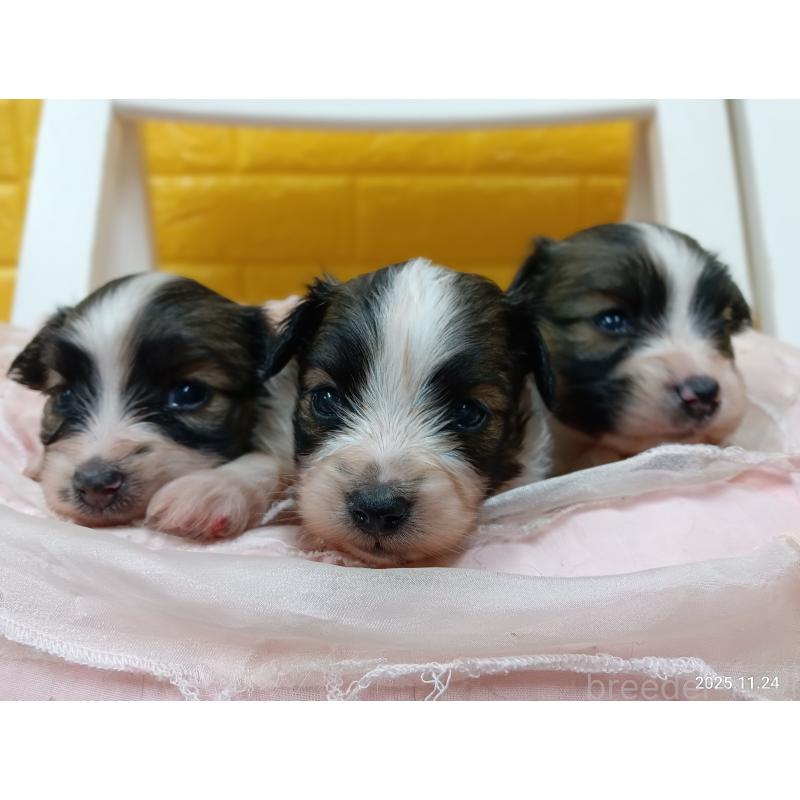 販売中の千葉県のパピヨン-423095の16枚目