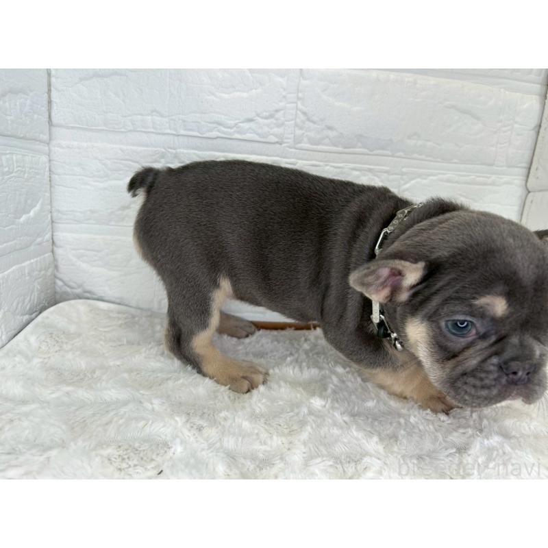 販売中の茨城県のフレンチブルドッグ-432061の6枚目