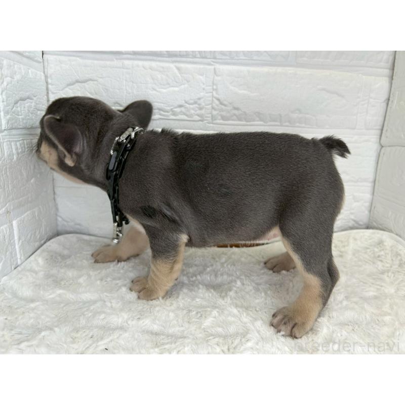 販売中の茨城県のフレンチブルドッグ-432061の5枚目