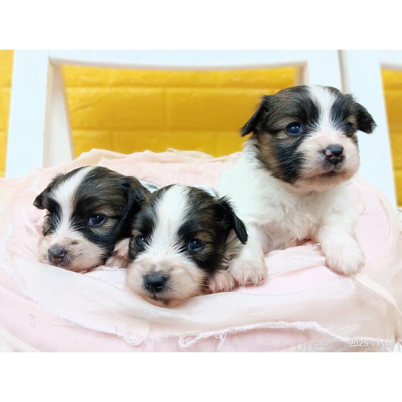 販売中の千葉県のパピヨン-423095の15枚目