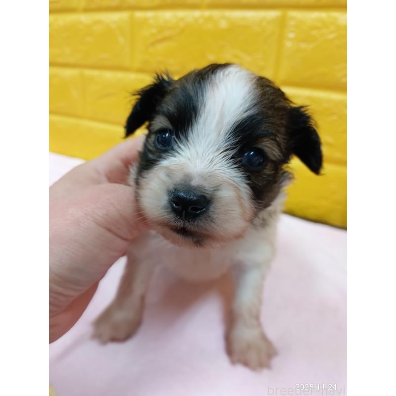 販売中の千葉県のパピヨン-423095の14枚目