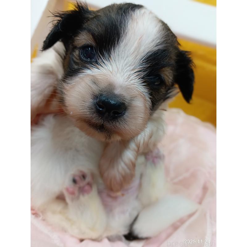 販売中の千葉県のパピヨン-423095の13枚目