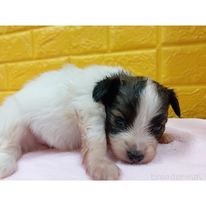 販売中の千葉県のパピヨン-423095の12枚目