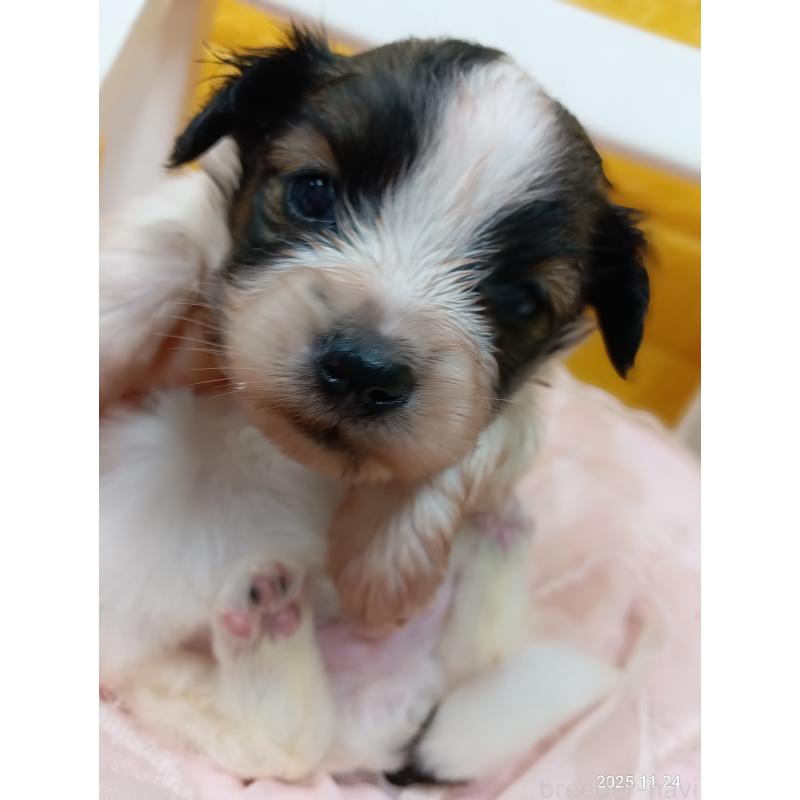 販売中の千葉県のパピヨン-423095の10枚目