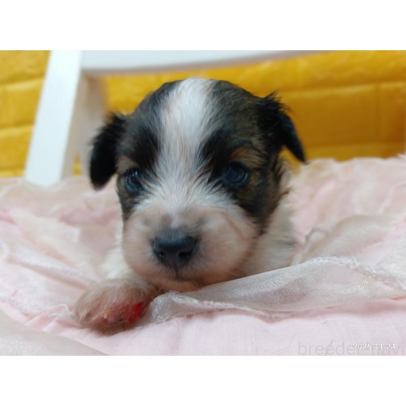 販売中の千葉県のパピヨン-423095の9枚目