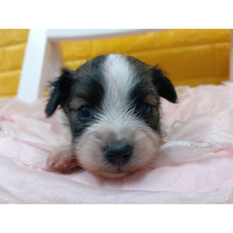 販売中の千葉県のパピヨン-423095の8枚目