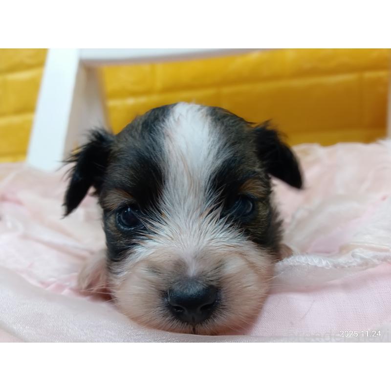 販売中の千葉県のパピヨン-423095の7枚目