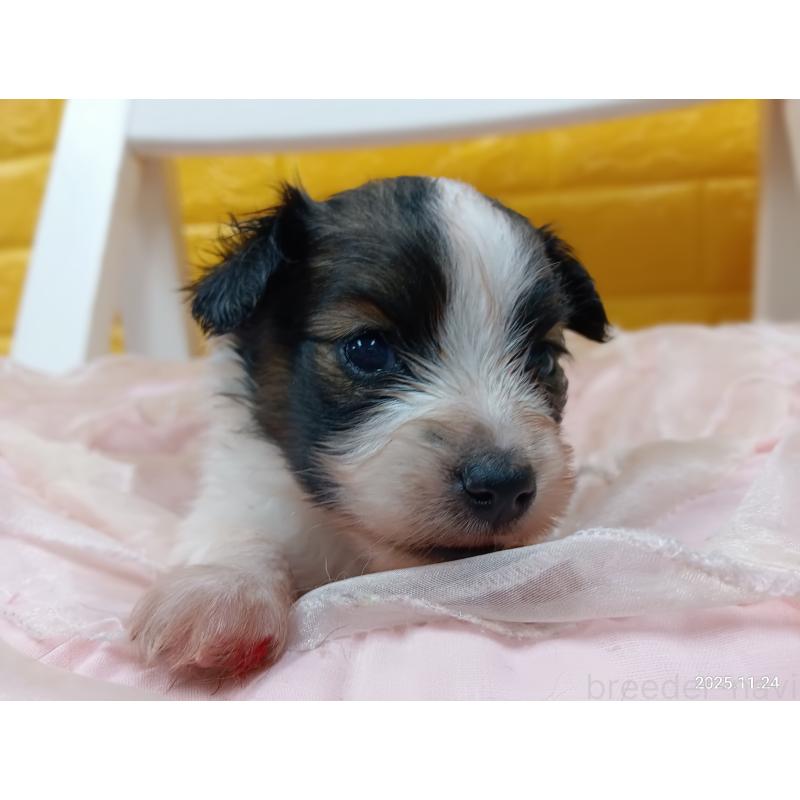 販売中の千葉県のパピヨン-423095の6枚目