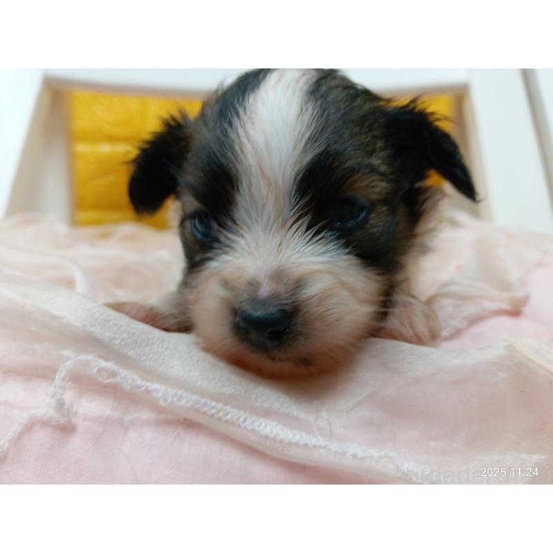 販売中の千葉県のパピヨン-423095の5枚目