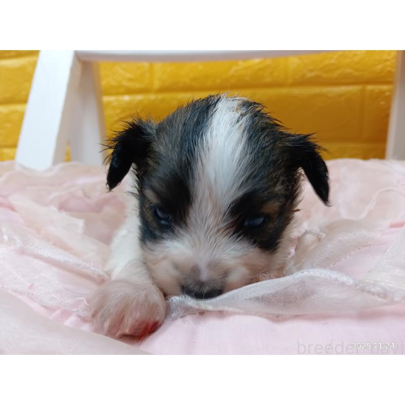 販売中の千葉県のパピヨン-423095の4枚目