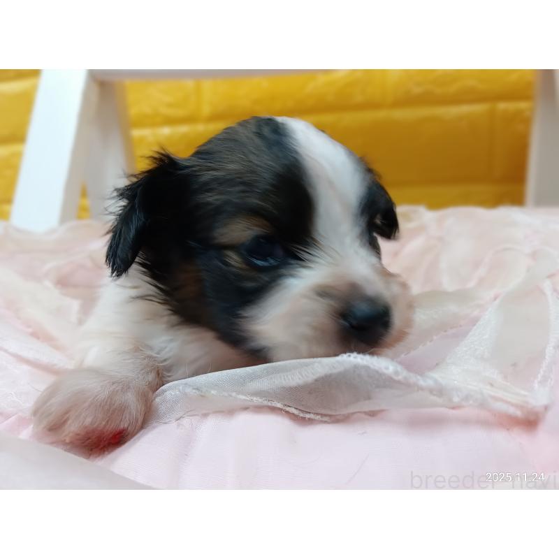 販売中の千葉県のパピヨン-423095の3枚目