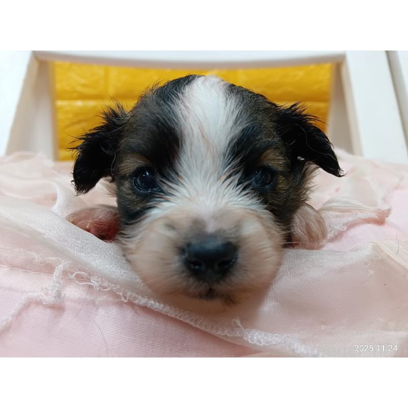 販売中の千葉県のパピヨン-423095の2枚目