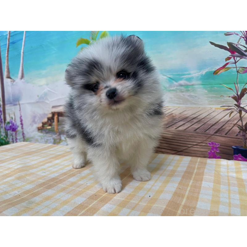 販売中の千葉県のポメラニアン-432062の7枚目