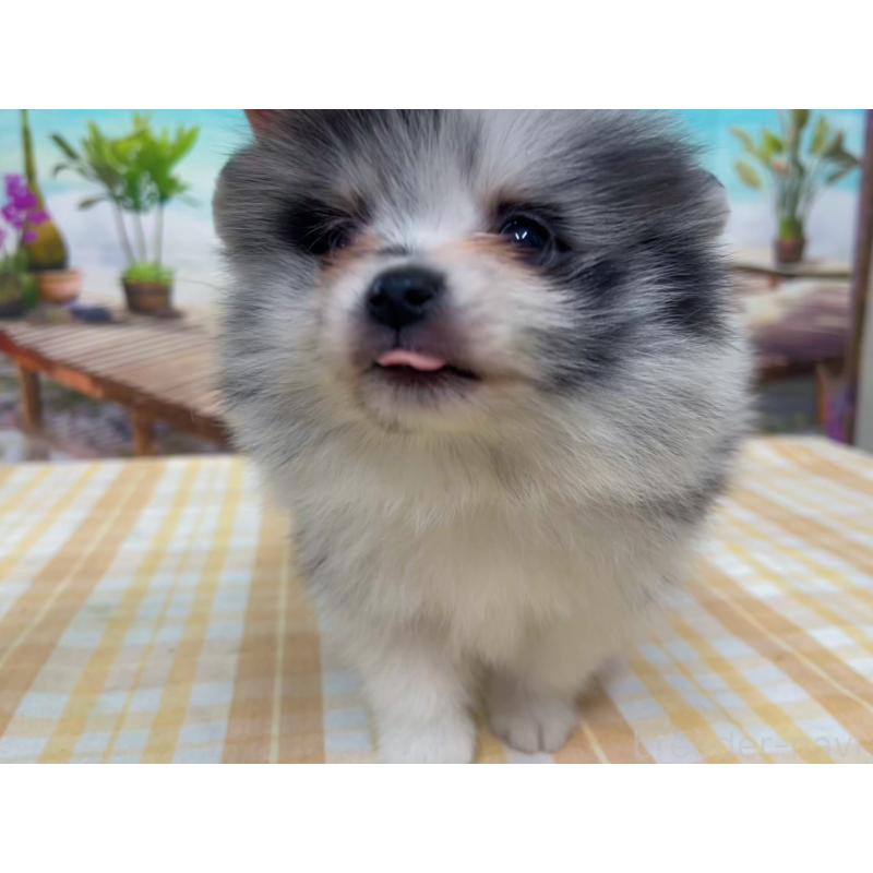 販売中の千葉県のポメラニアン-432062の1枚目