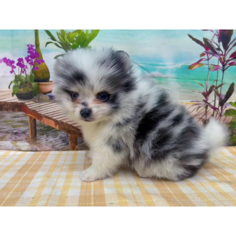 販売中の千葉県のポメラニアン-432062の6枚目