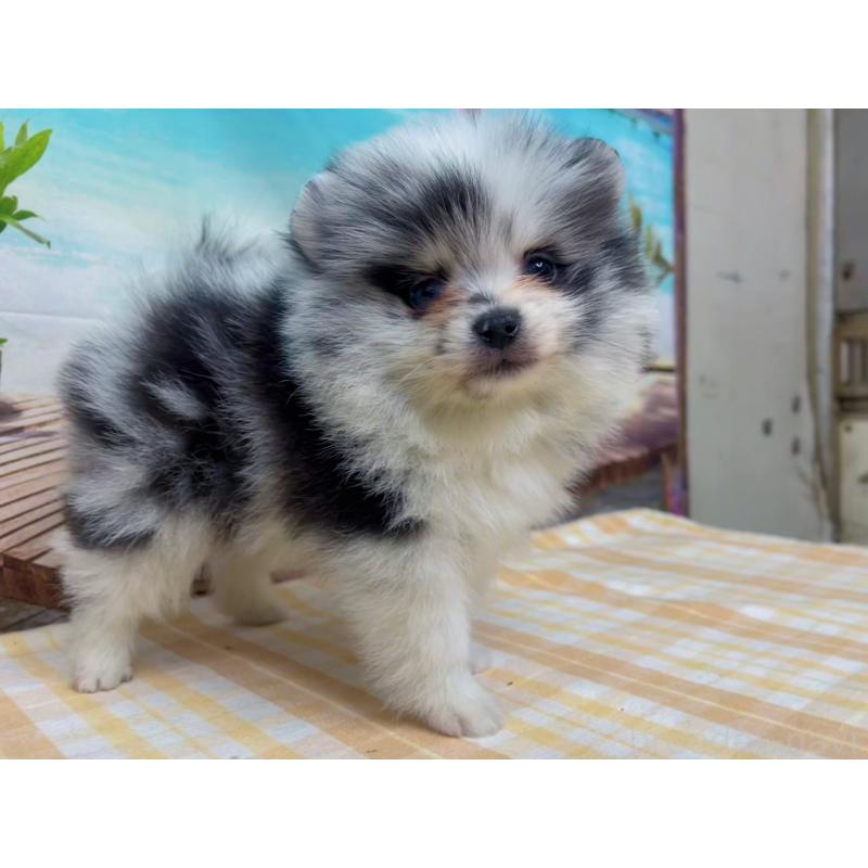 販売中の千葉県のポメラニアン-432062の5枚目