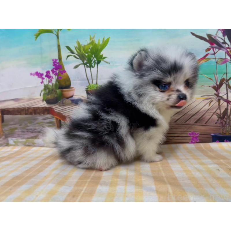 販売中の千葉県のポメラニアン-432062の4枚目