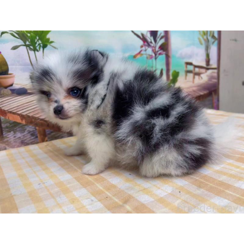 販売中の千葉県のポメラニアン-432062の3枚目