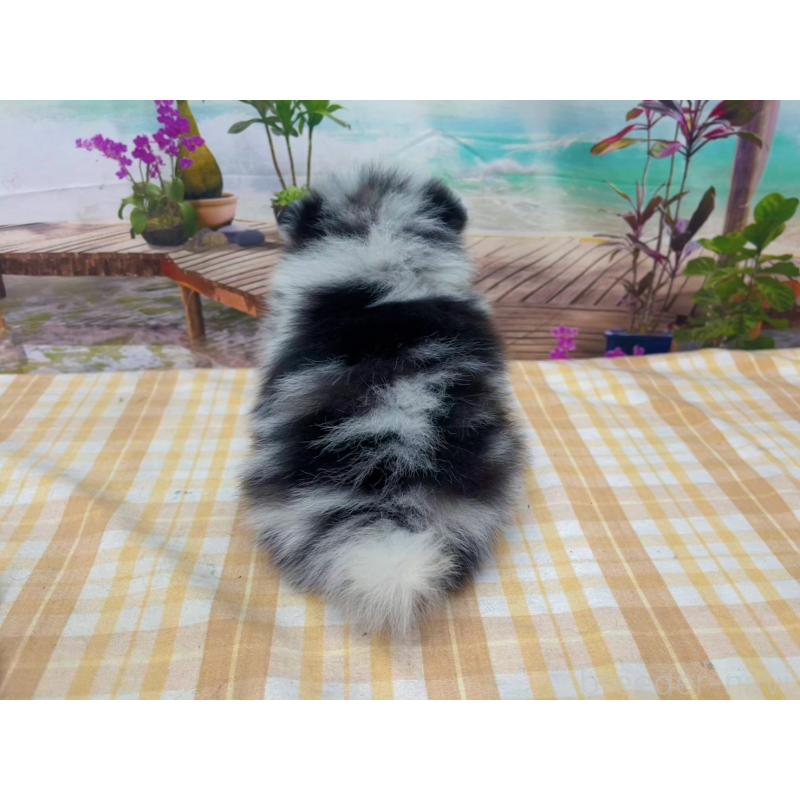 販売中の千葉県のポメラニアン-432062の2枚目