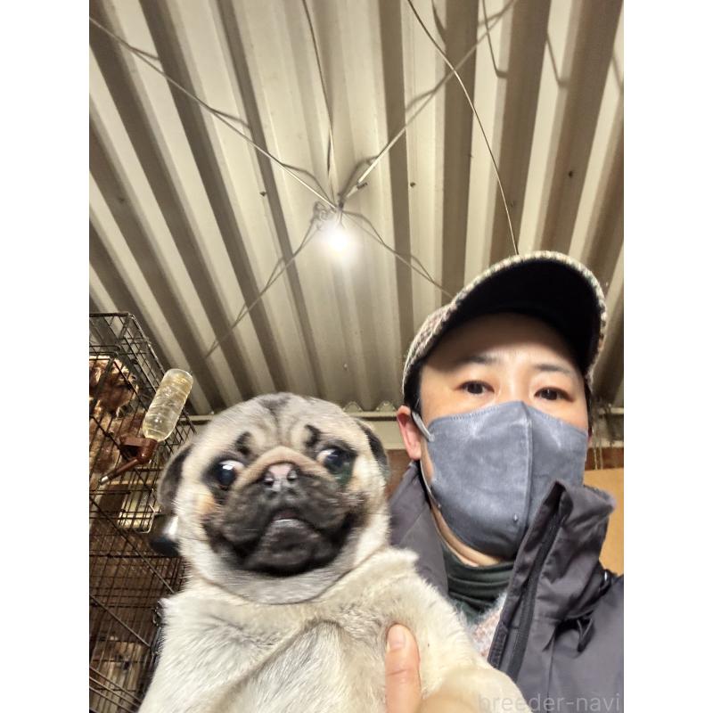 販売中の茨城県のパグ-424652の6枚目