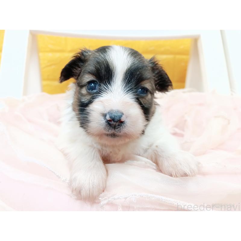 販売中の千葉県のパピヨン-423094の27枚目