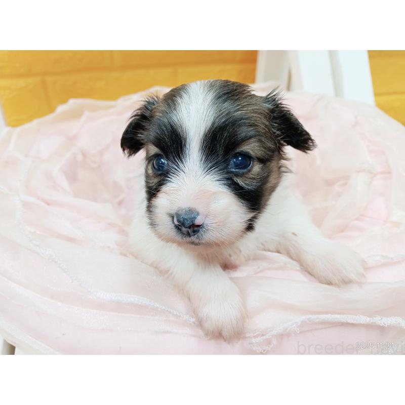 販売中の千葉県のパピヨン-423094の26枚目