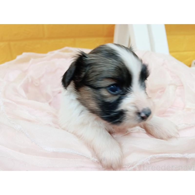 販売中の千葉県のパピヨン-423094の25枚目