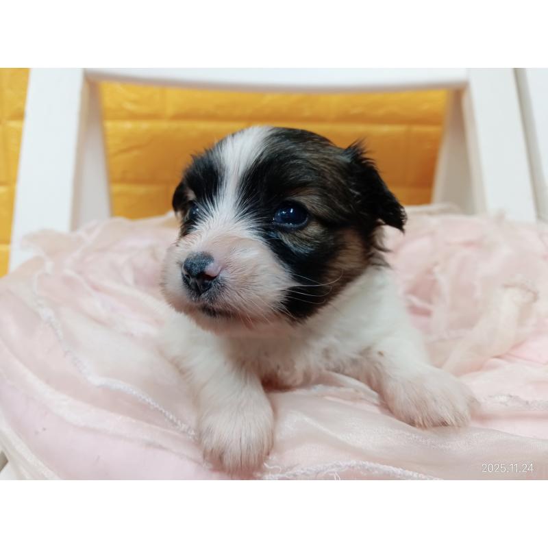 販売中の千葉県のパピヨン-423094の24枚目