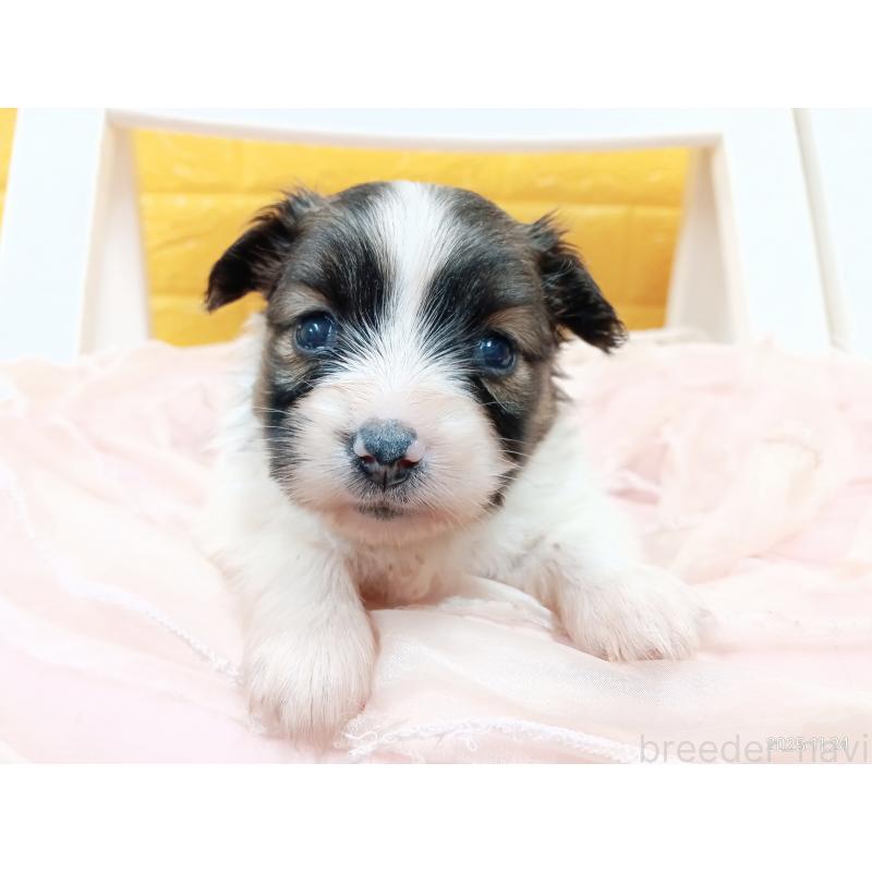 販売中の千葉県のパピヨン-423094の23枚目