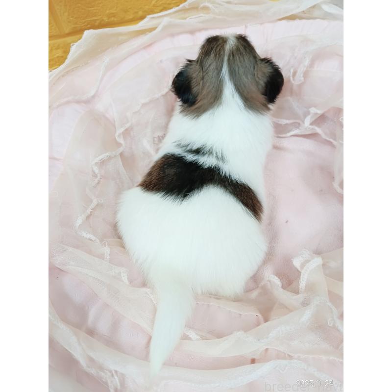 販売中の千葉県のパピヨン-423094の22枚目