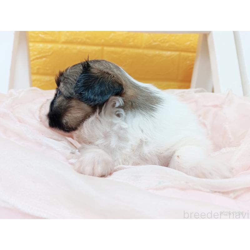 販売中の千葉県のパピヨン-423094の21枚目