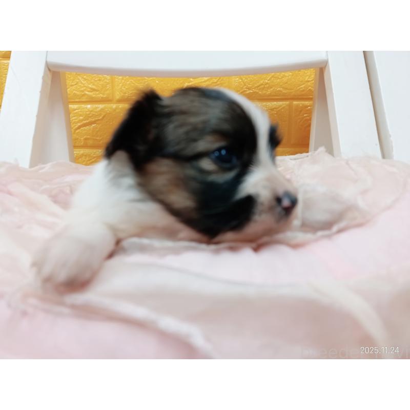 販売中の千葉県のパピヨン-423094の20枚目