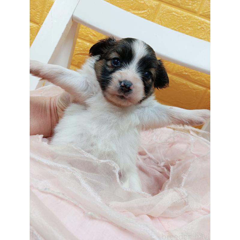 販売中の千葉県のパピヨン-423094の19枚目