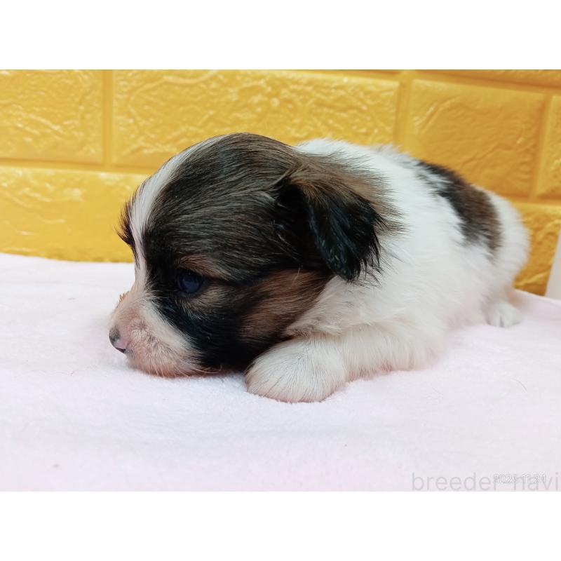 販売中の千葉県のパピヨン-423094の17枚目