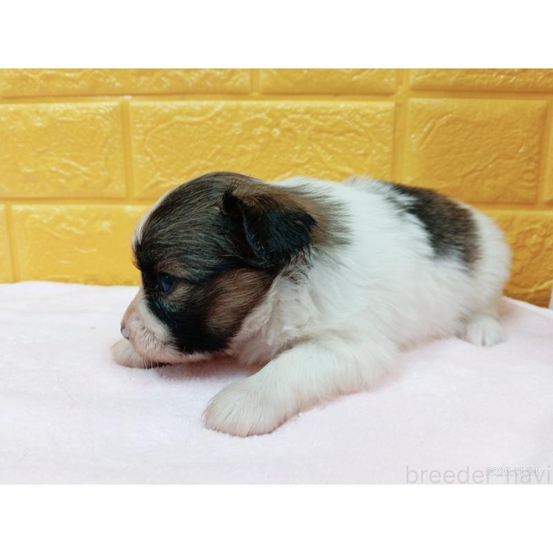 販売中の千葉県のパピヨン-423094の16枚目