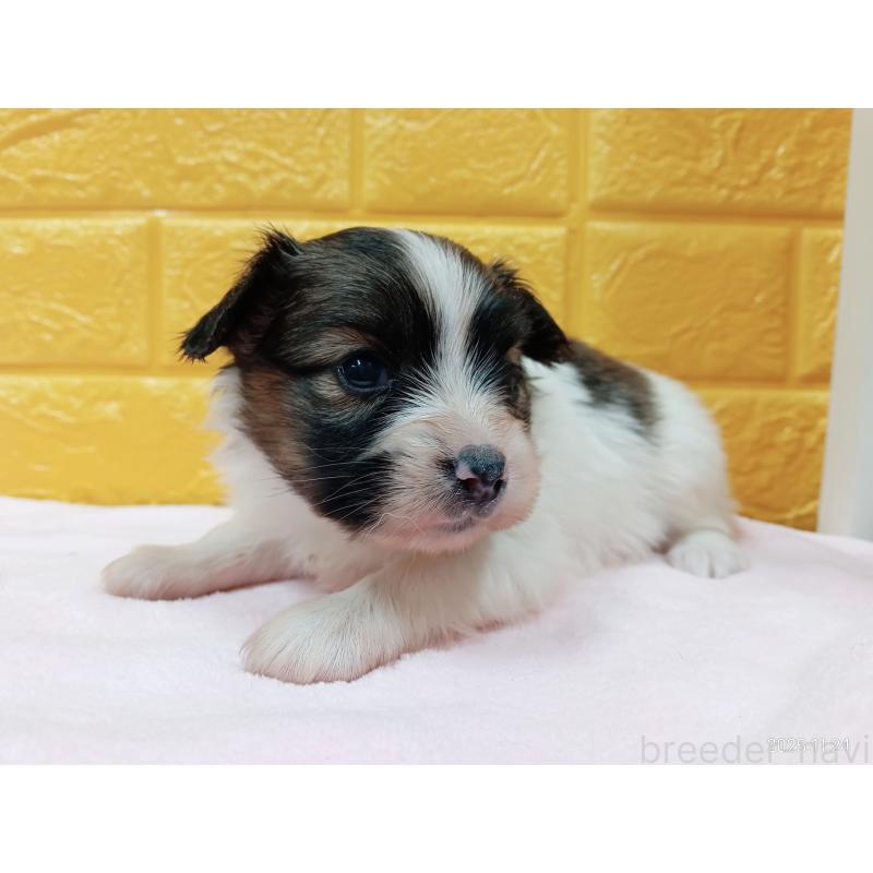 販売中の千葉県のパピヨン-423094の15枚目