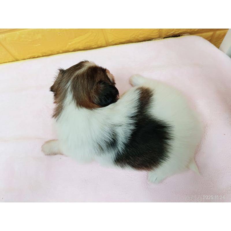 販売中の千葉県のパピヨン-423094の14枚目