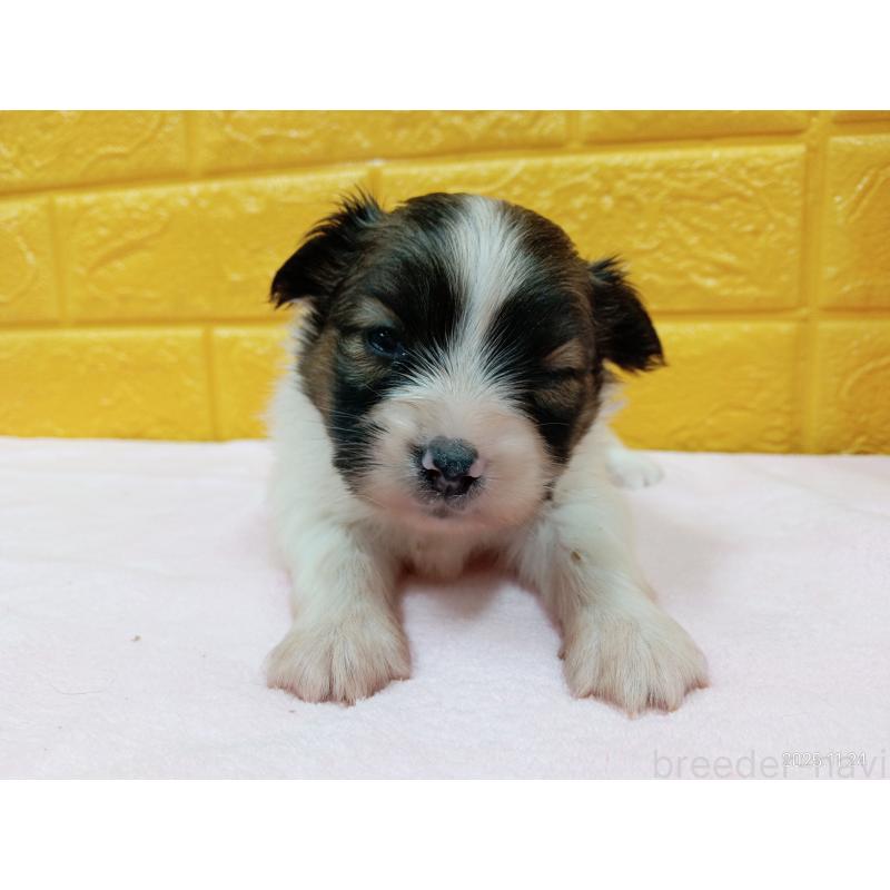 販売中の千葉県のパピヨン-423094の13枚目