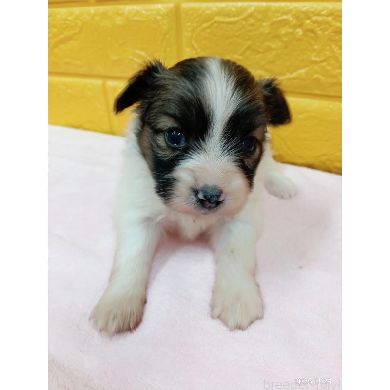 販売中の千葉県のパピヨン-423094の12枚目