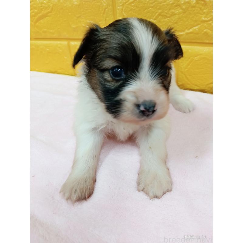 販売中の千葉県のパピヨン-423094の11枚目